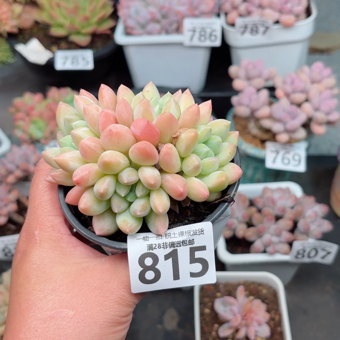 星空美人无盆土发货