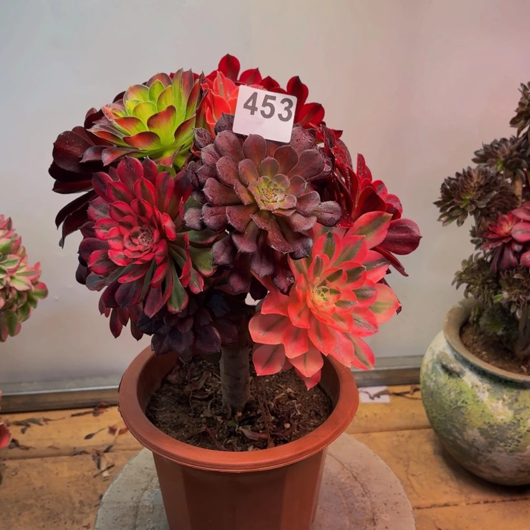 多肉法师嫁接453