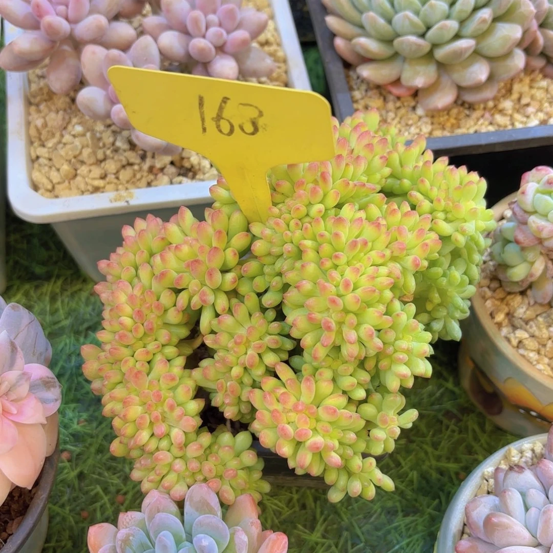 芳***云南金致家精品多肉