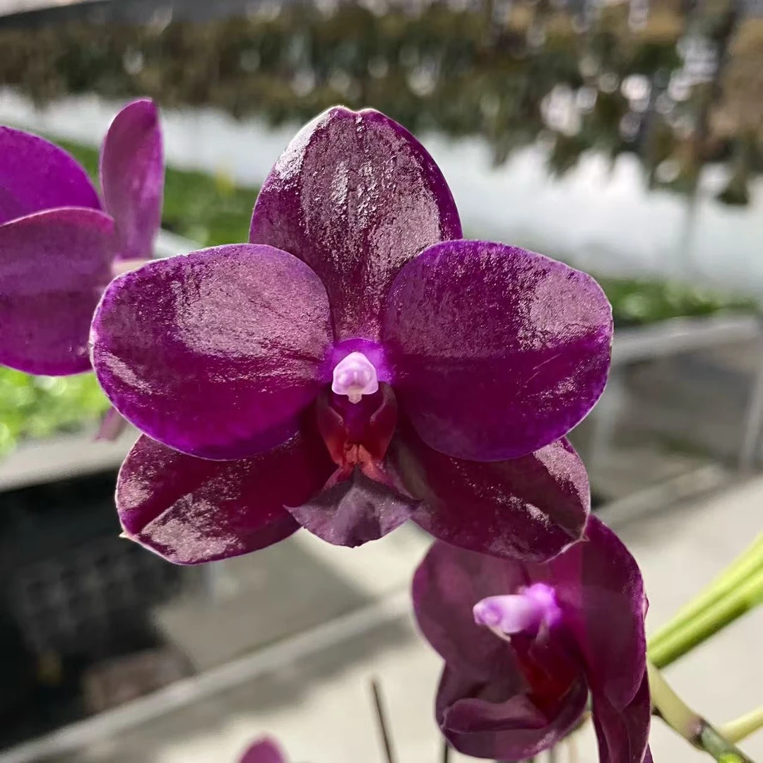 3.8寸 瑞纳斯1661-苗 少根叶微瑕 原生蝴蝶兰