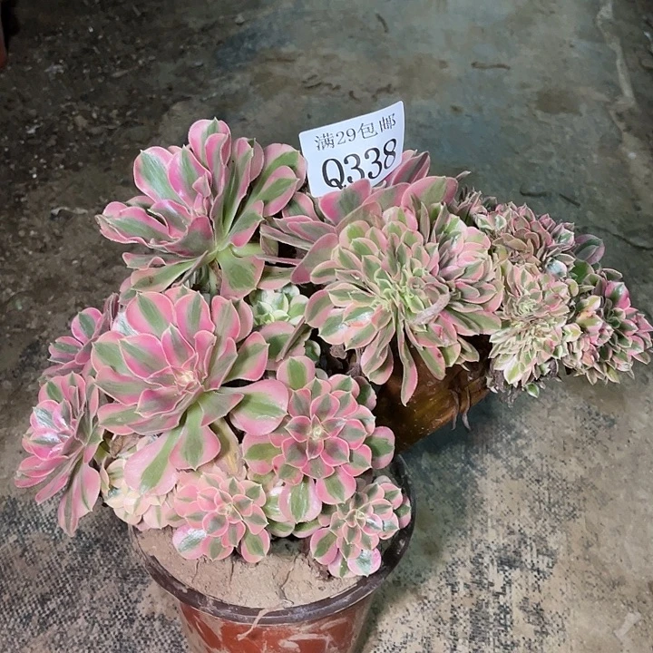 338粉女巫缀多肉植物