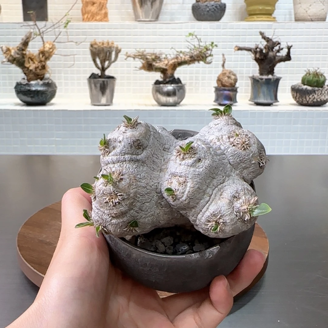 惠比须笑一物一拍