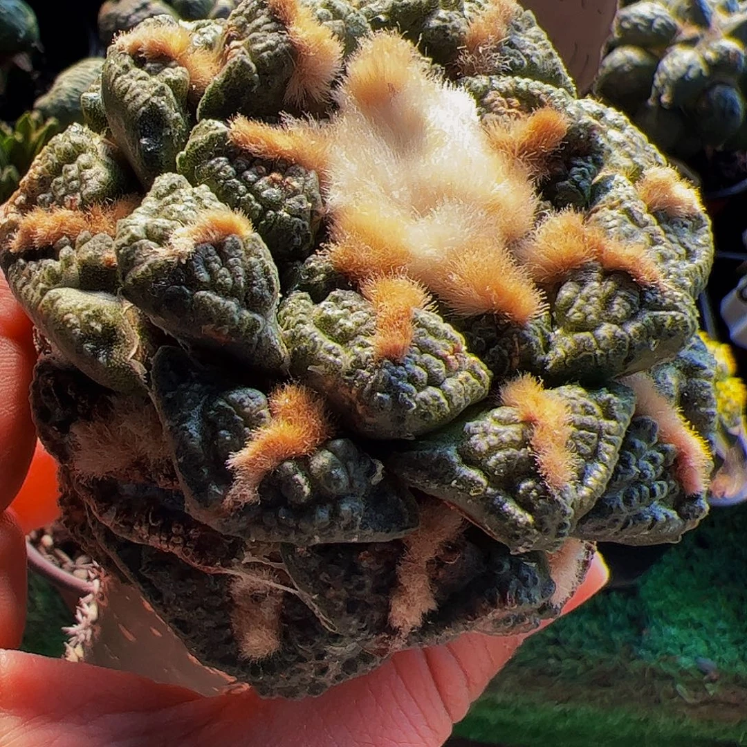 无花朵龟甲牡丹微瑕疵162