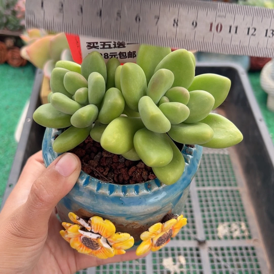 表妹精品多肉植物392.