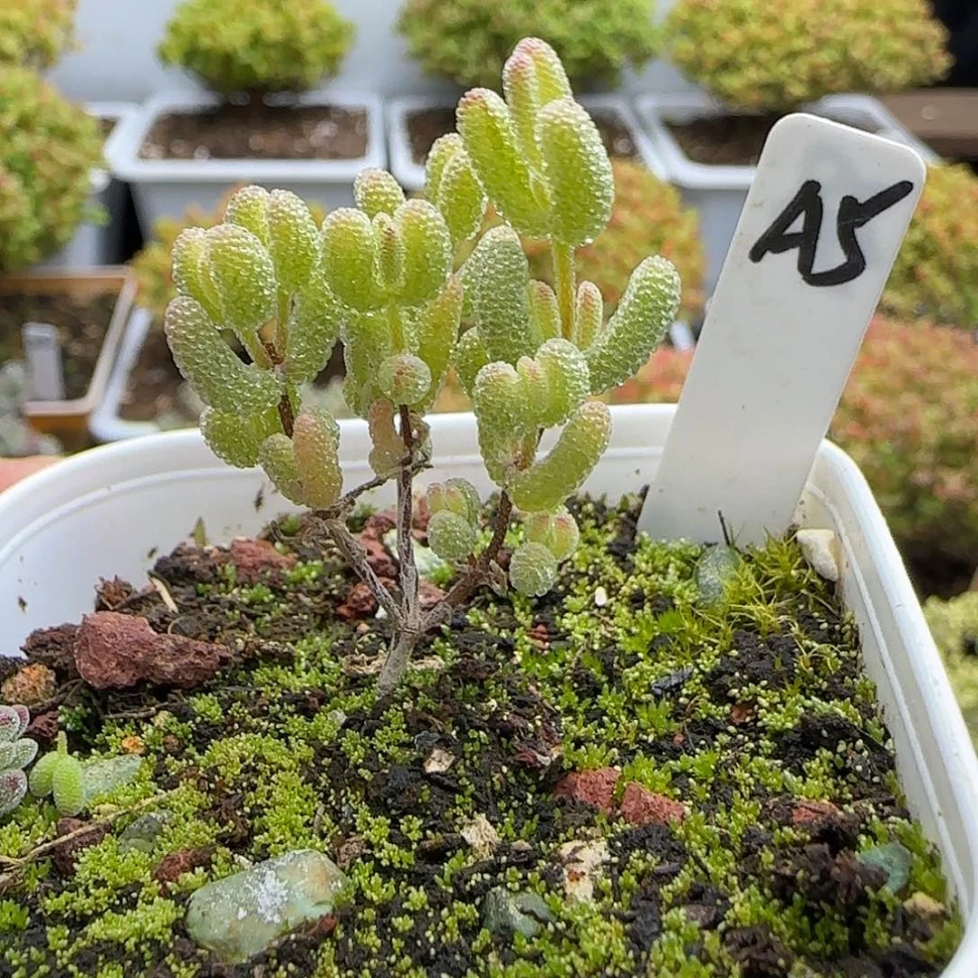 冰糖锦枝干番杏。。