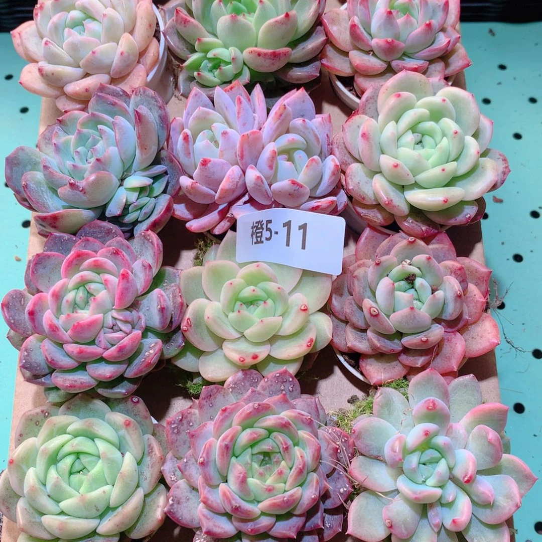 5-11一物一拍多肉带盆18颗