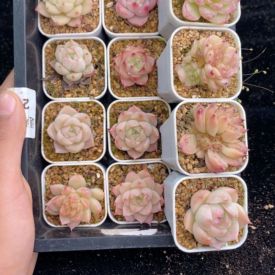 2-254 新疆西藏内蒙不发其他一单包邮两到三公分多肉