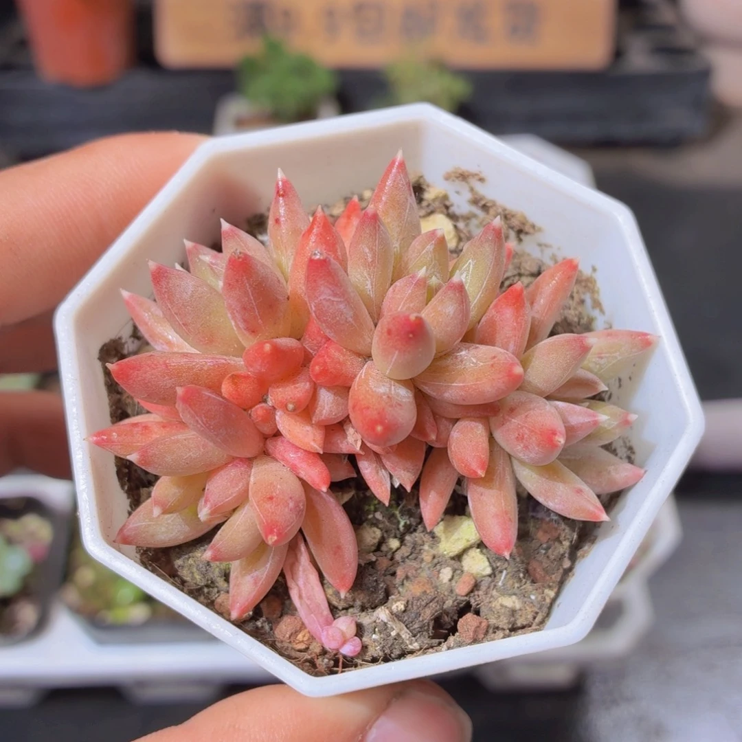 炫彩星多肉9.9包邮发货