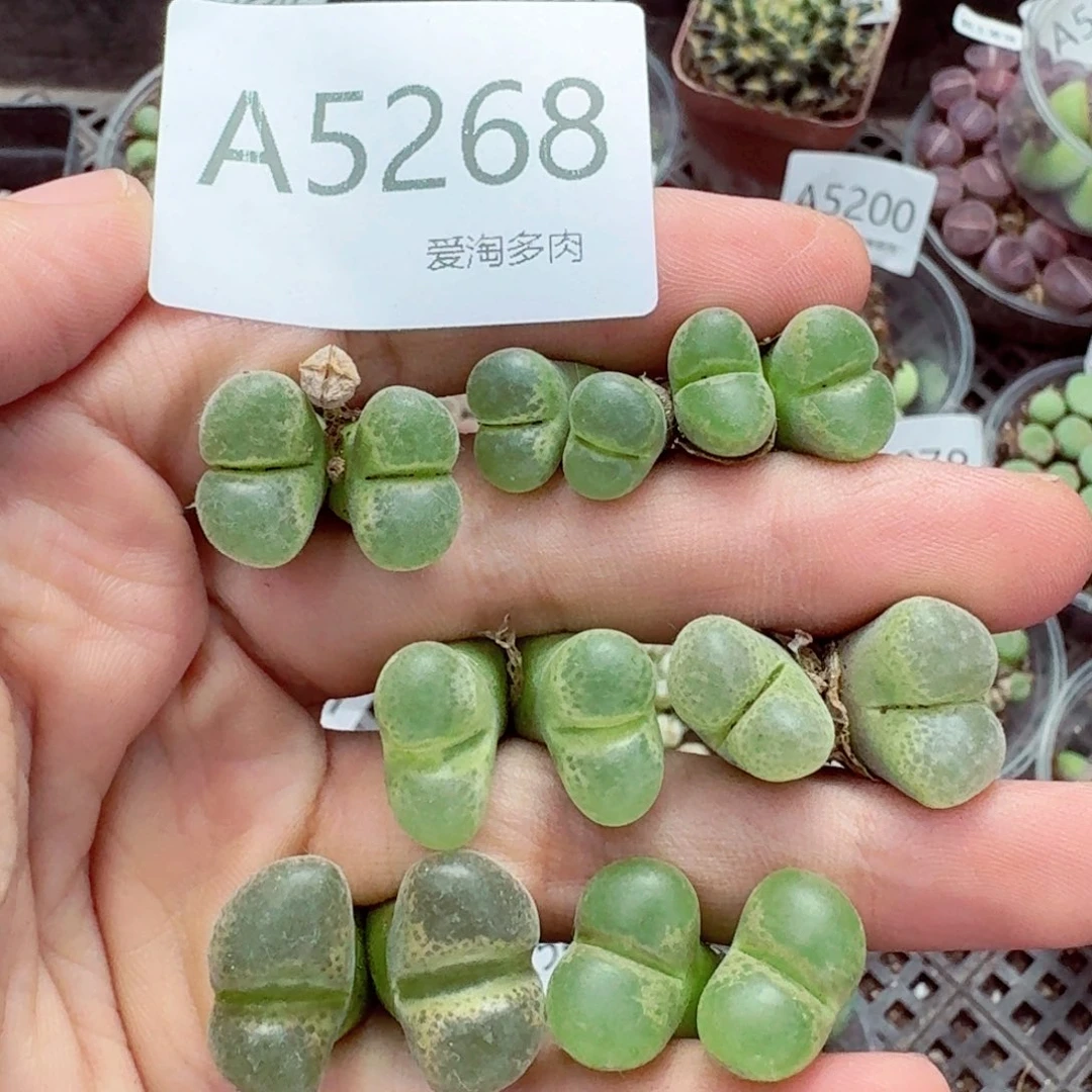5268——生石花 肉锥