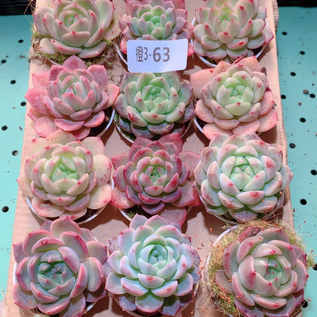 3-63一物一拍多肉带盆18颗