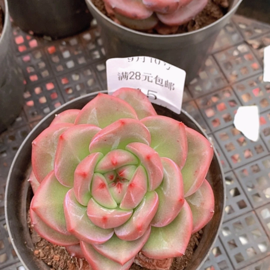 【闪购商品】云15号10厘米