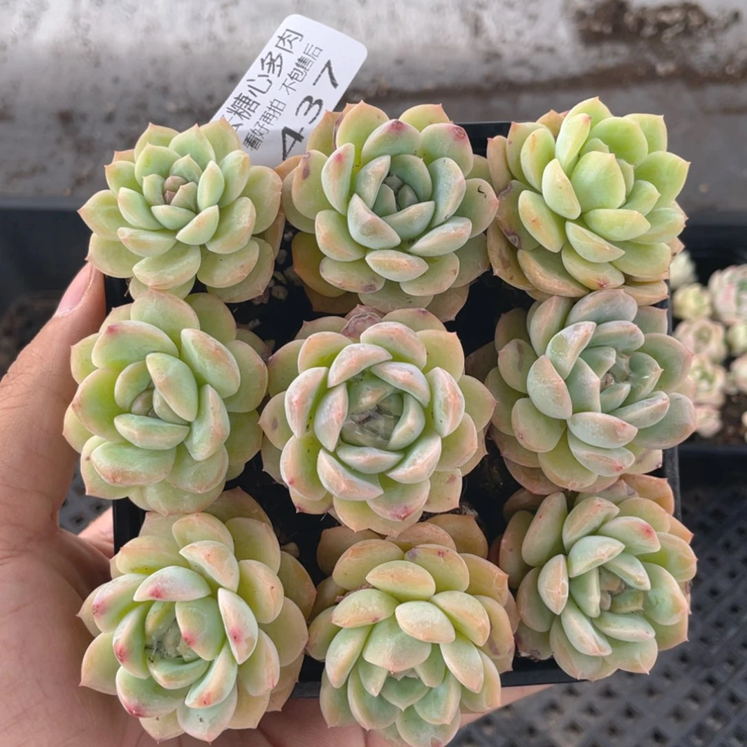 云糖心多肉植物437