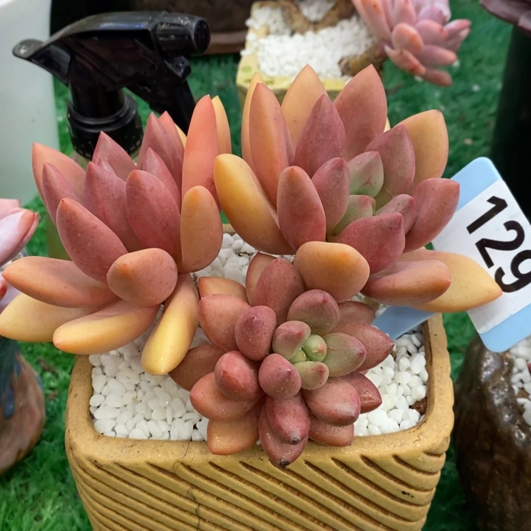 桃花源多肉植物盆栽