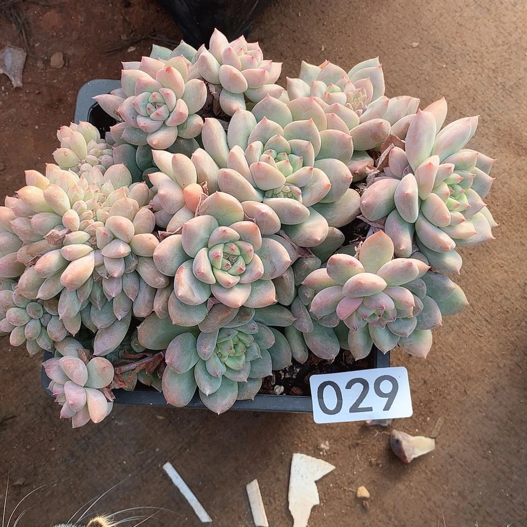 029霜花一物一拍多肉