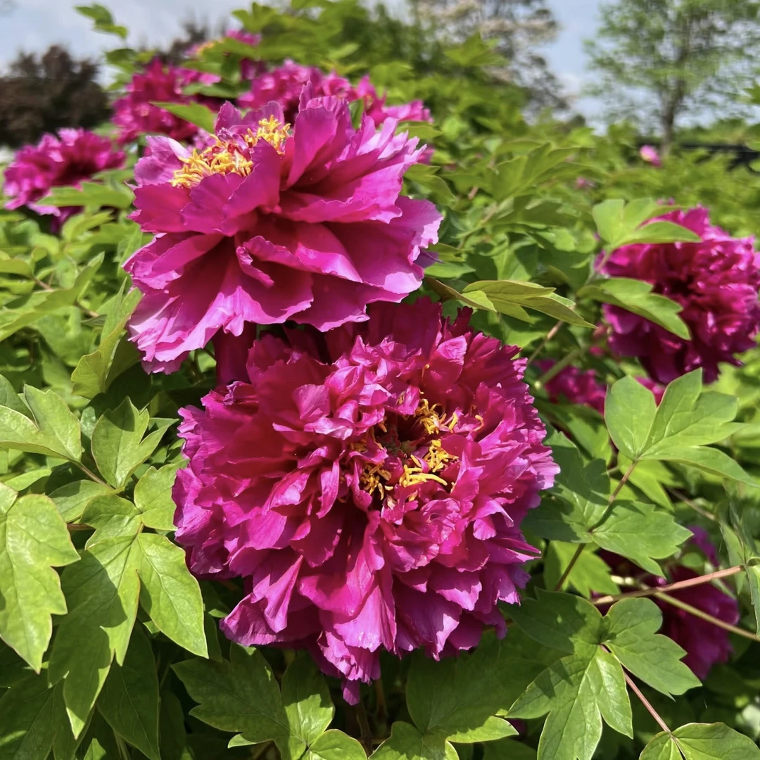 【洛阳红】牡丹洛阳红根系发达耐养活带盆带花苞基地直发