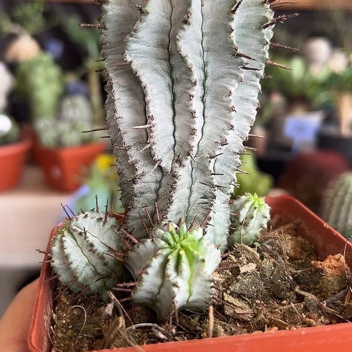 乖***七白衣魁伟玉脱土11111111