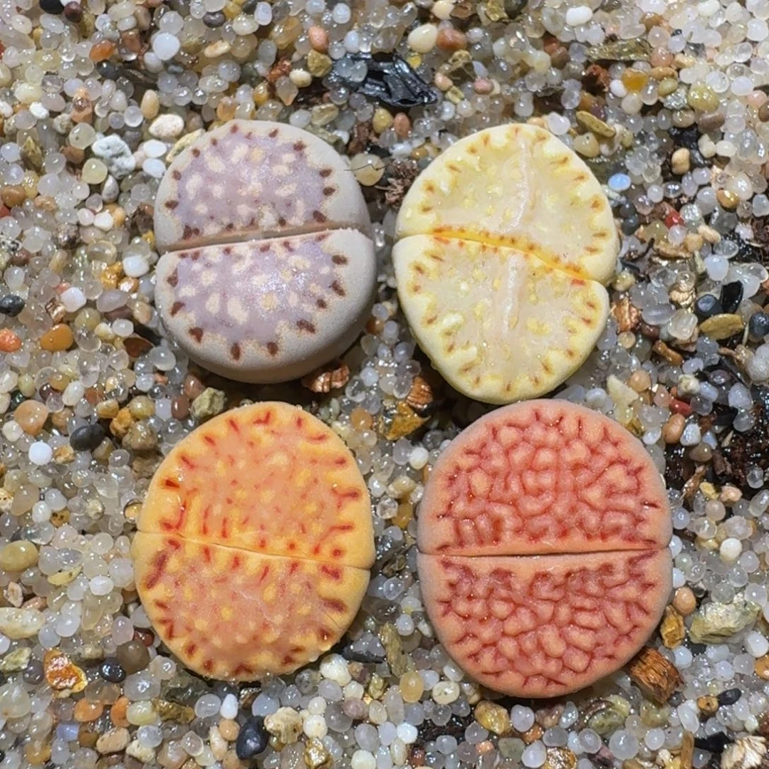zzzzz精品生石花1408