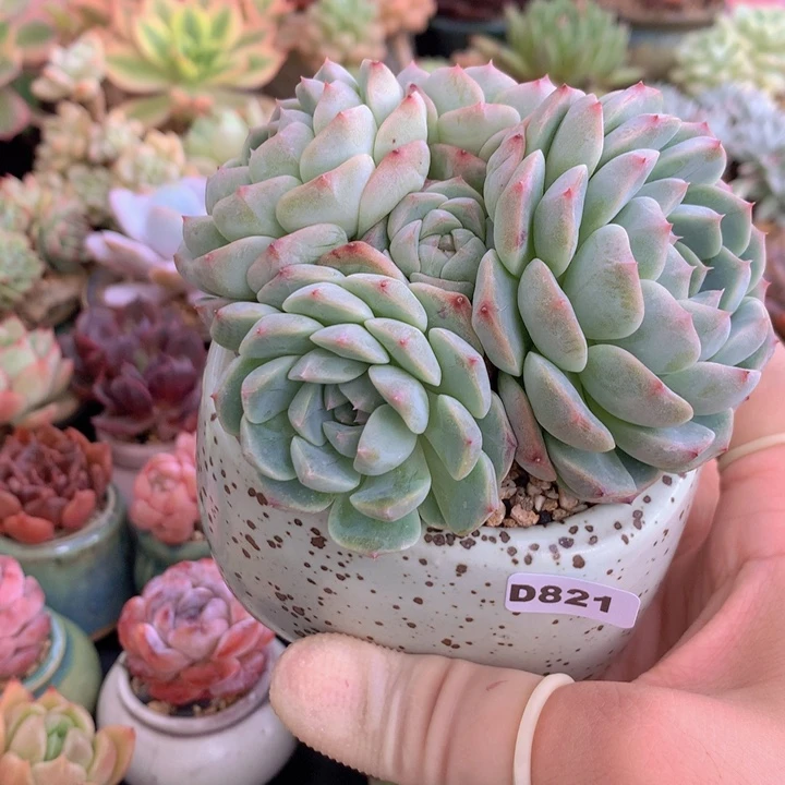 米*?一物一拍含盆土满38包邮D821