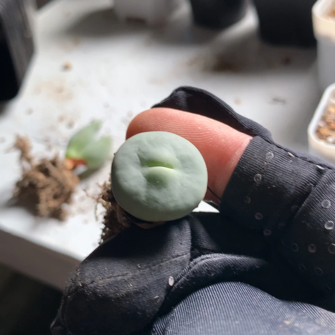 米*朵462大型红嘴母本