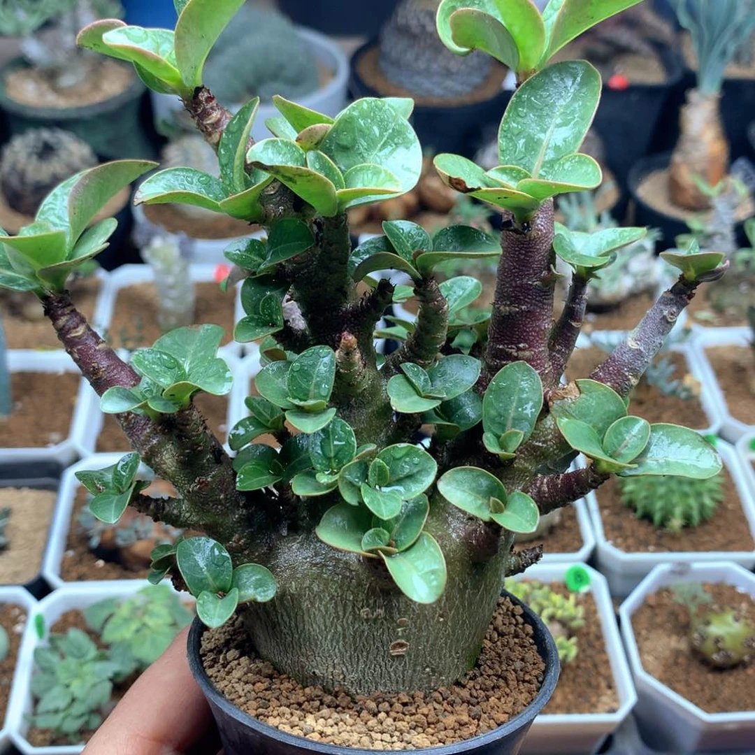 哥斯拉沙漠玫瑰脱土