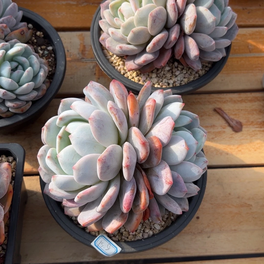 多肉橙子【非偏远地区满18包邮】