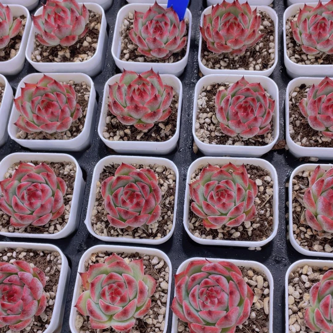 量拍68号 睫毛糖心水蜜桃吉娃娃单头两个