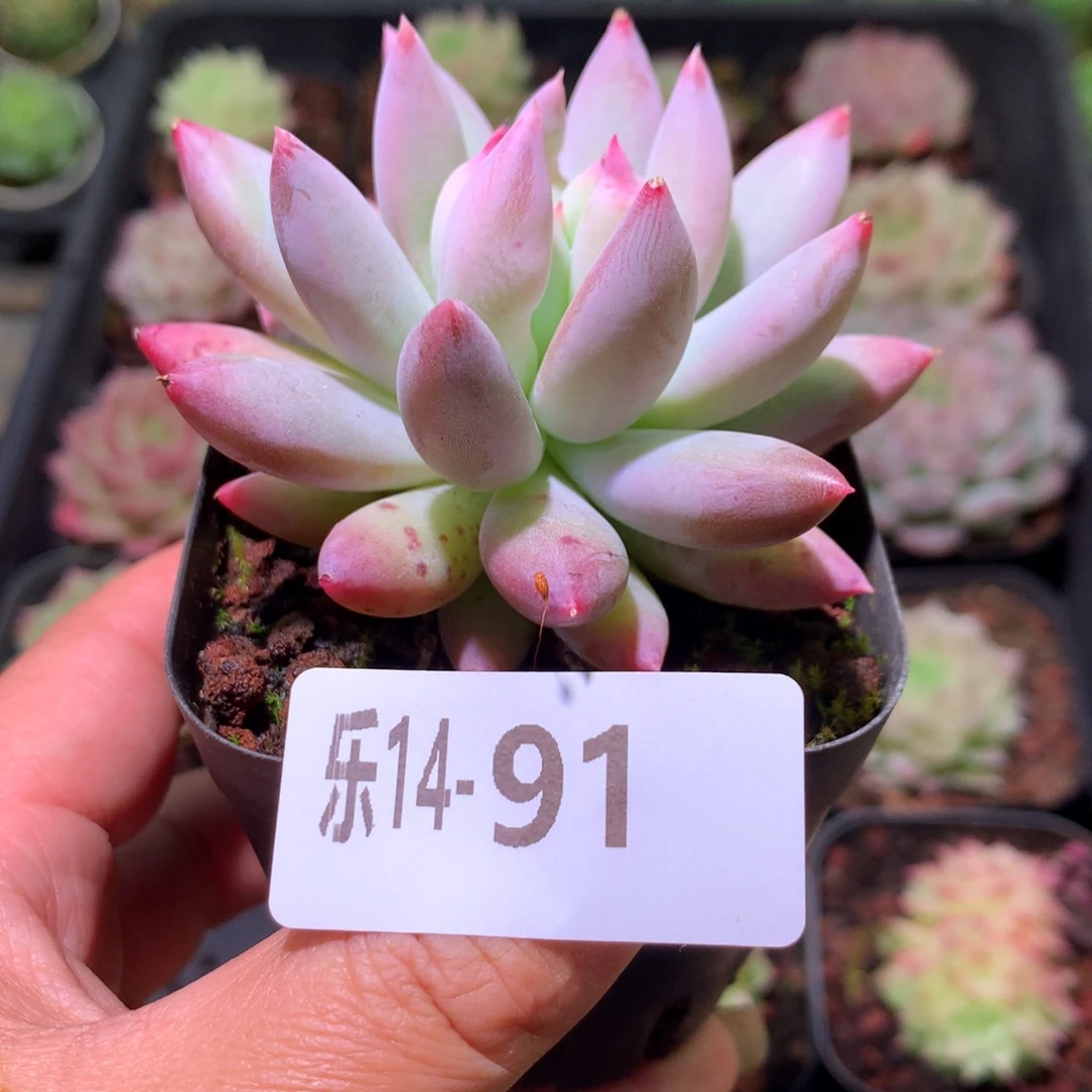 乐然14-91 奶瓶单头