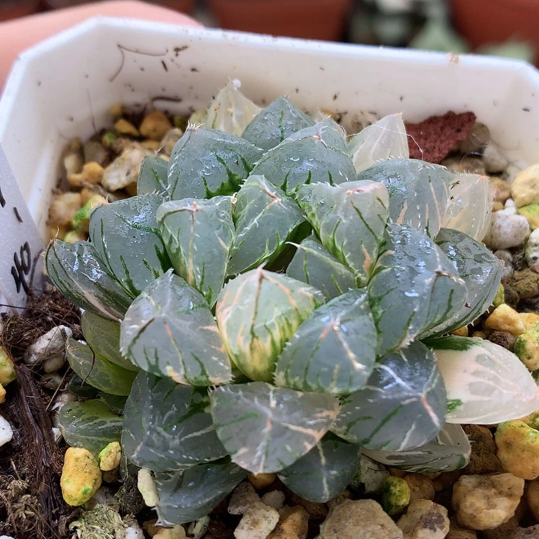 Oh玉露锦得盆土发货to