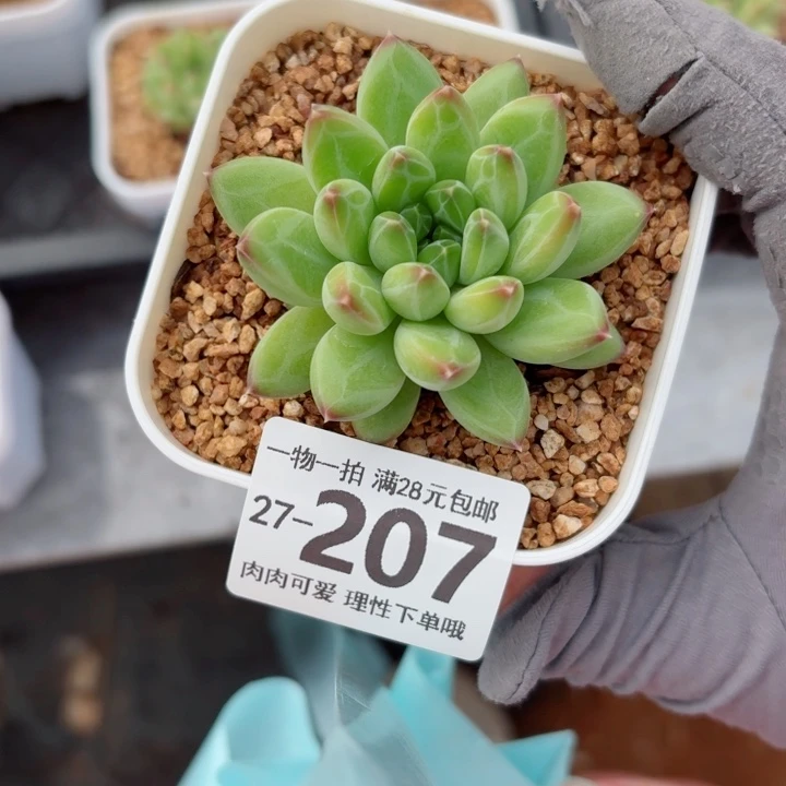 胖体青花瓷无盆土无盆土