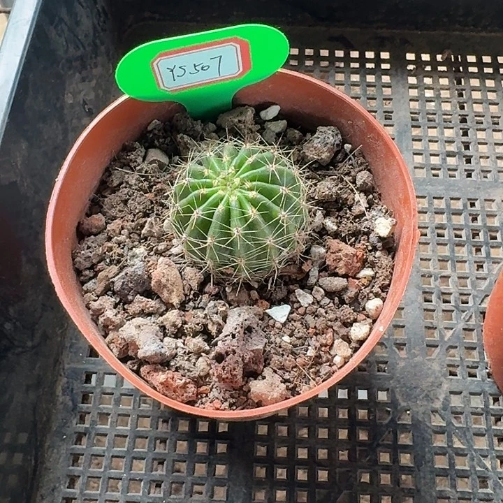 雨***雅森507彩草小球一颗，开花美