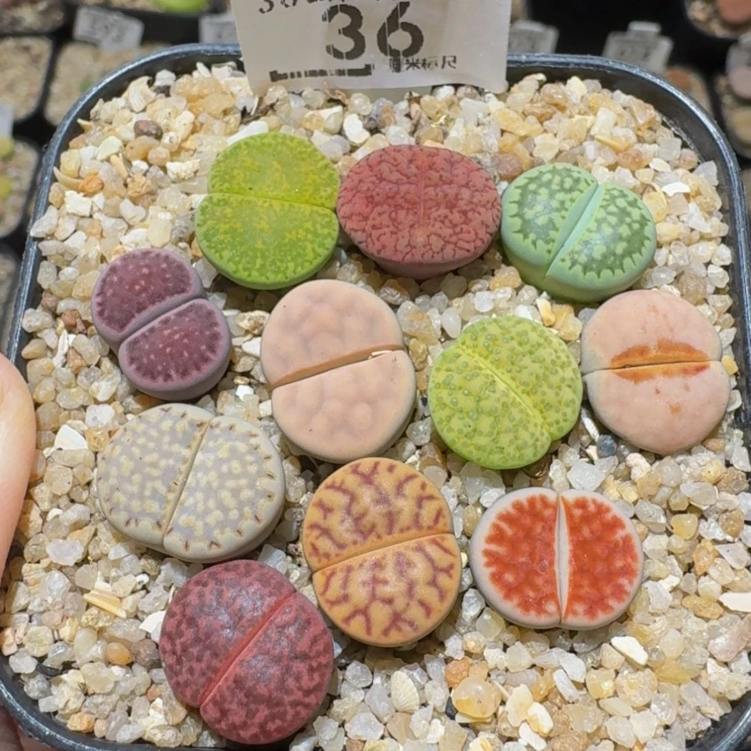 Ssss精品生石花36