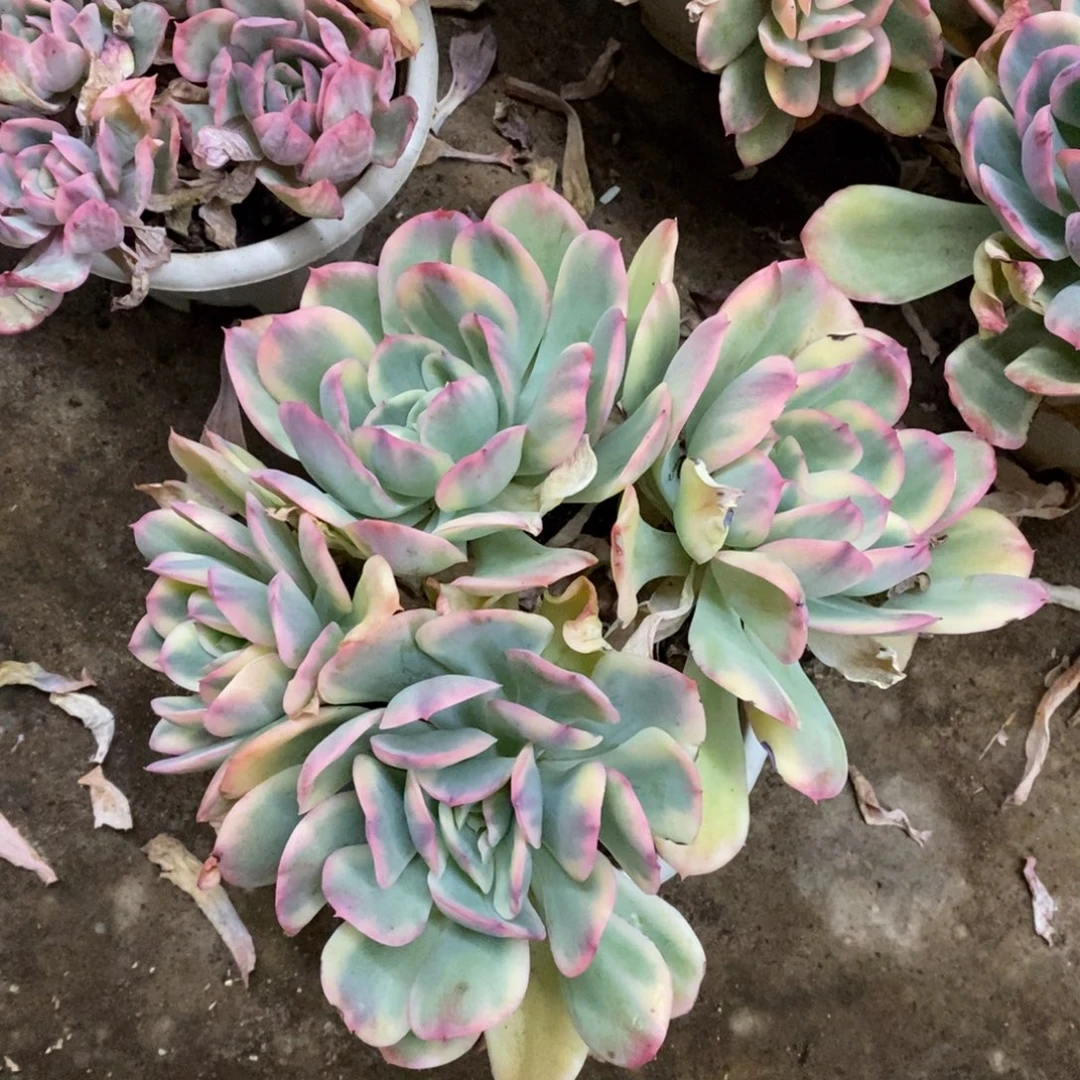 绮罗锦四大头起发