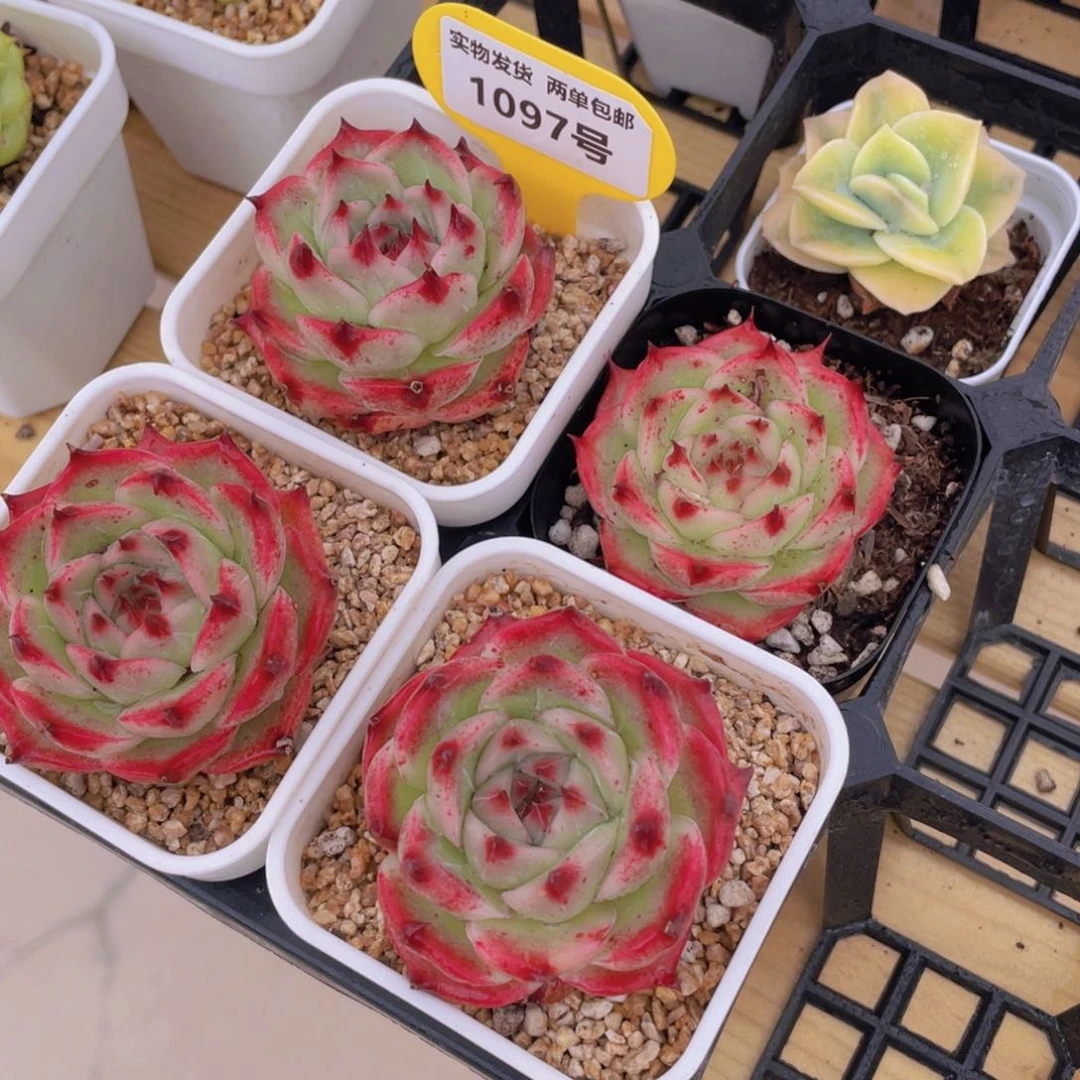 1097号 精品爱丽丝玫瑰单头一个