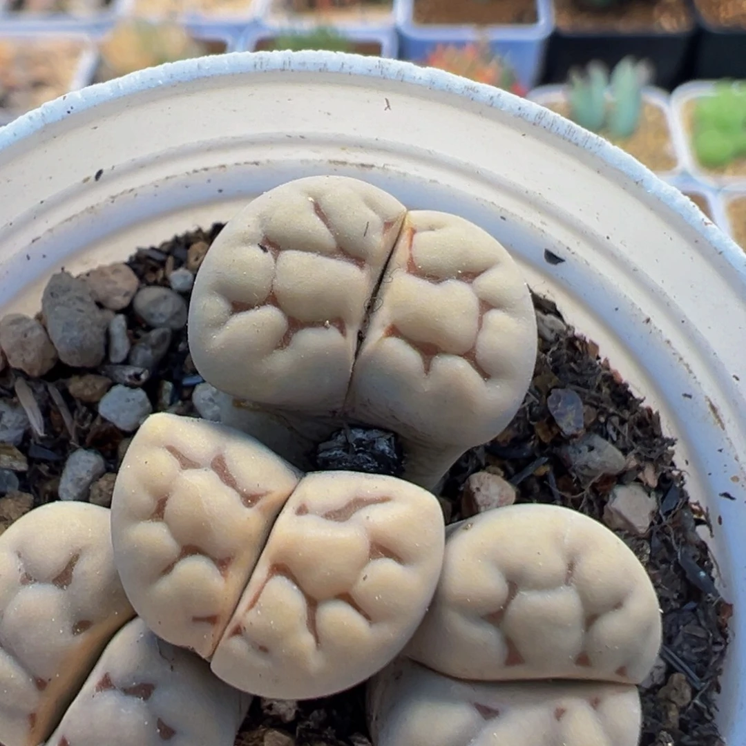 119多肉植物百科植物