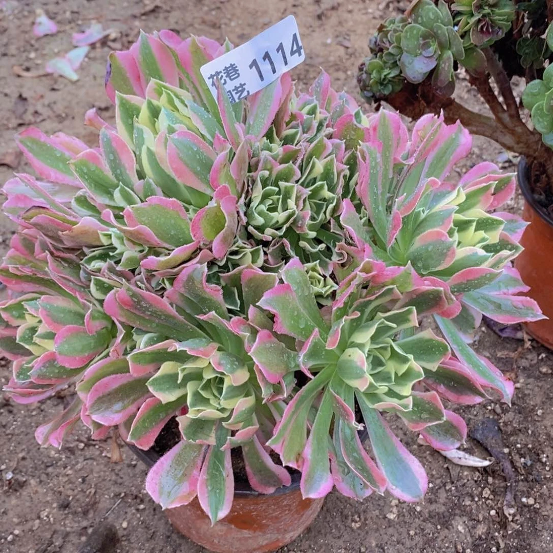 1114 号一物一拍多肉植物