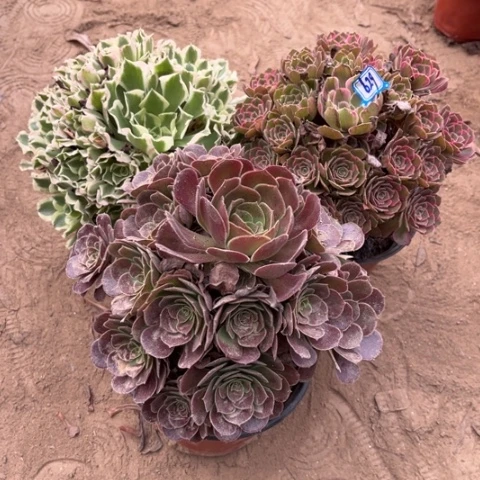 629多肉植物组合，