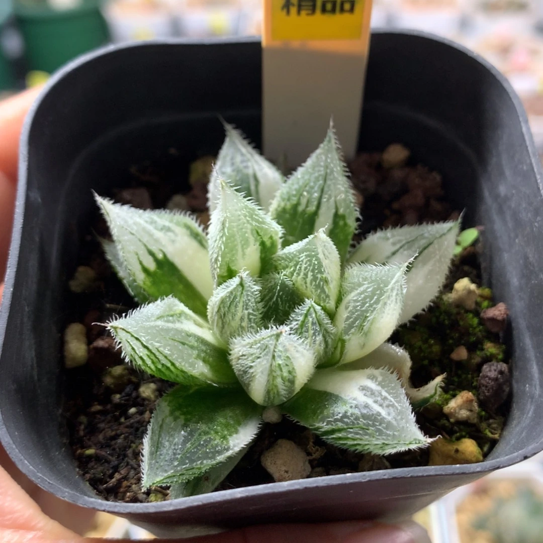 以实际为准101绘卷