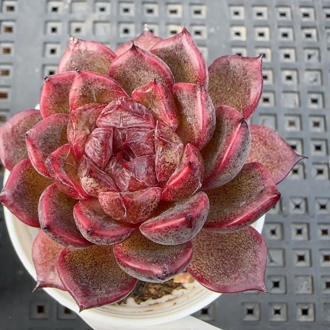 花语逸镜0208-603