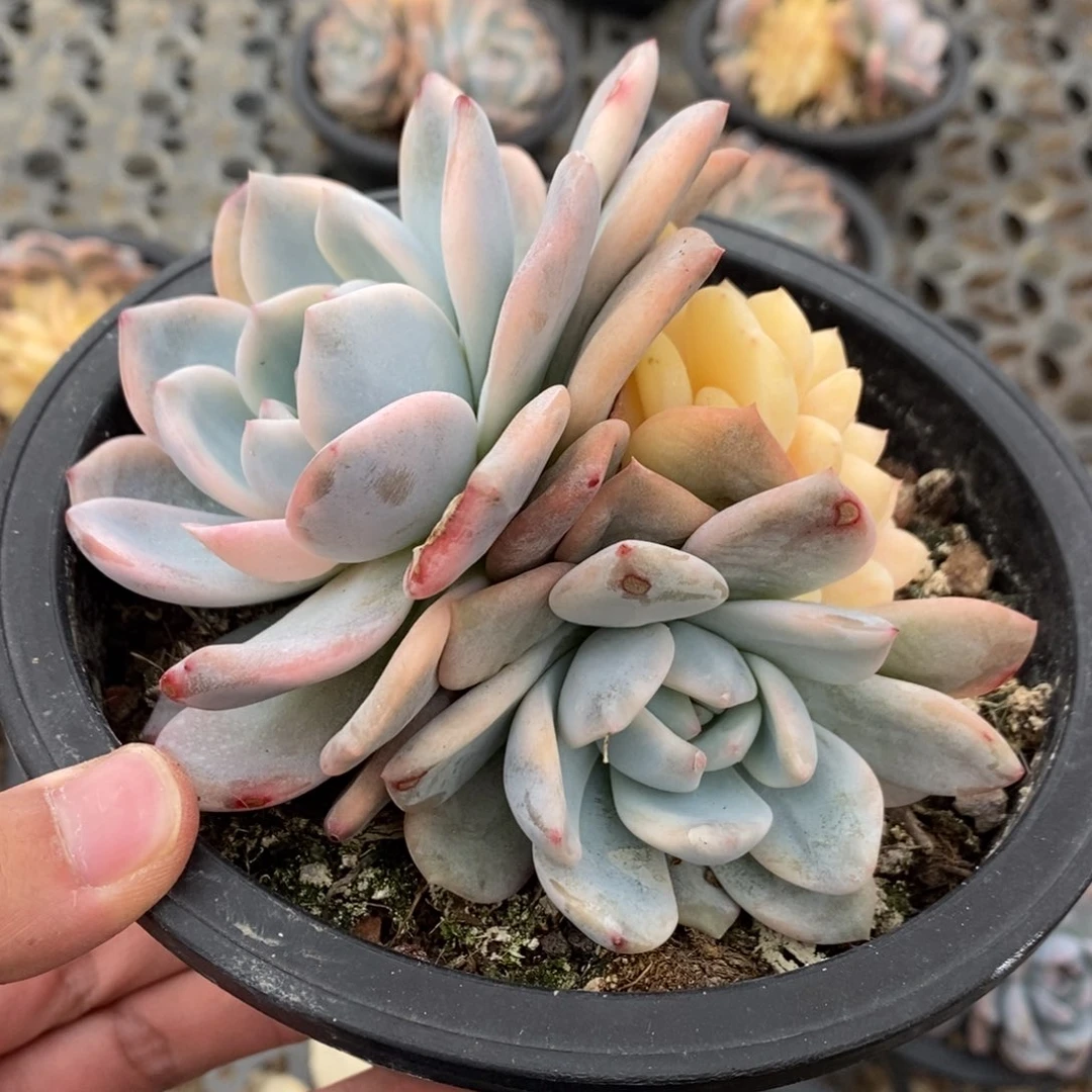 橙子多肉植物7682