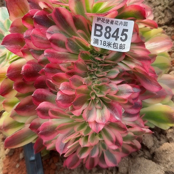 多肉法师香妃缀化