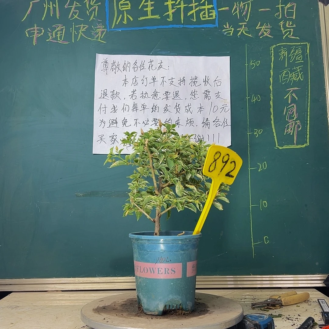 当前无花栽培后可以开花  少女心  892