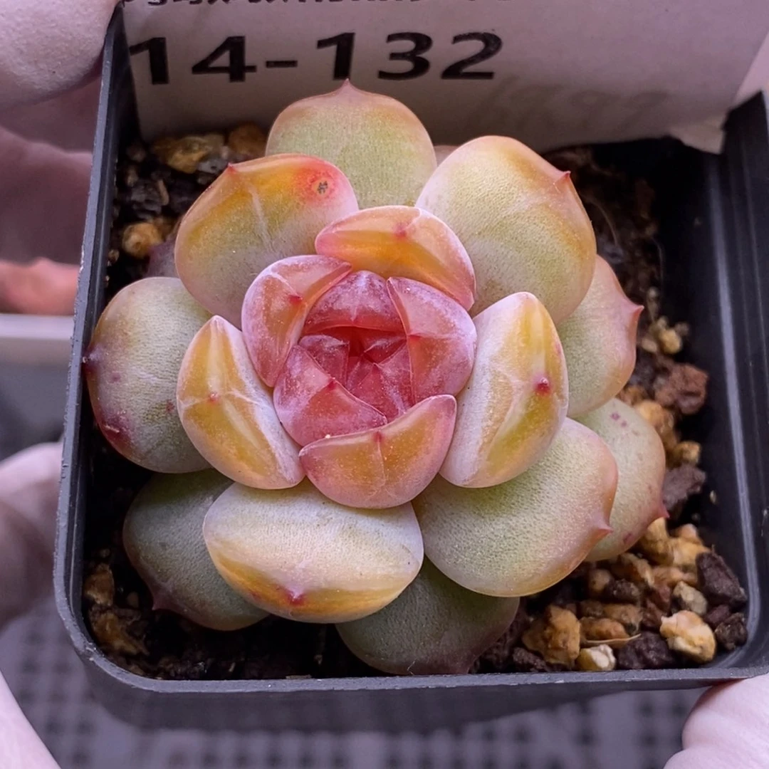 【闪购商品】14-132