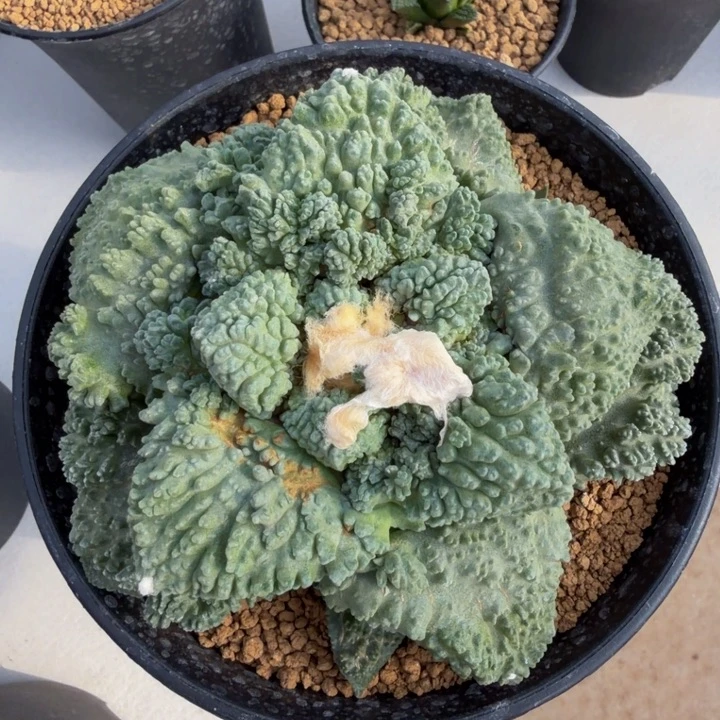 爆炸颗粒蓝色怒涛