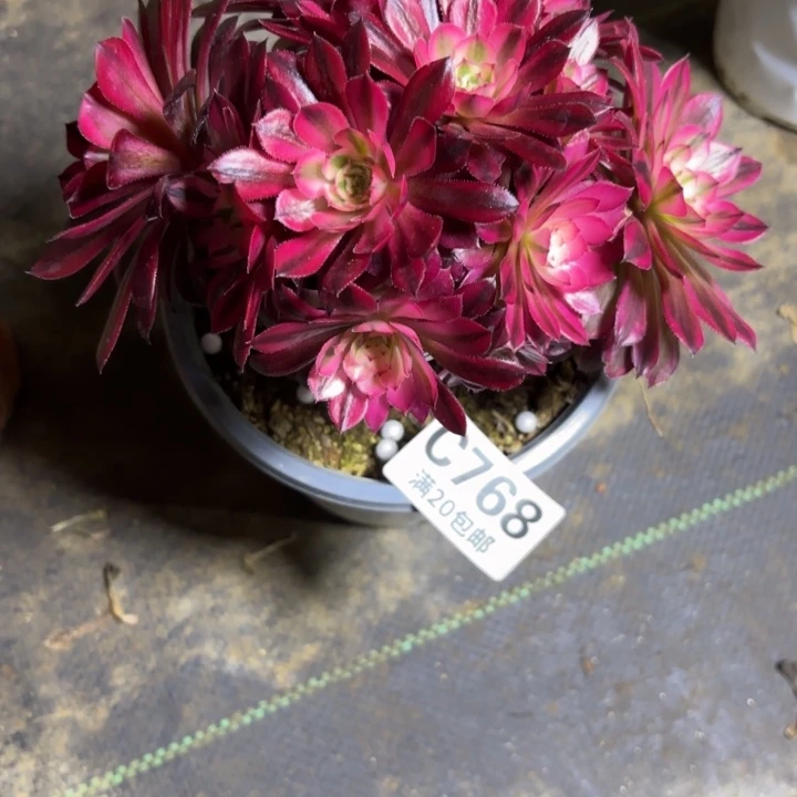 瑞妈一物一拍768