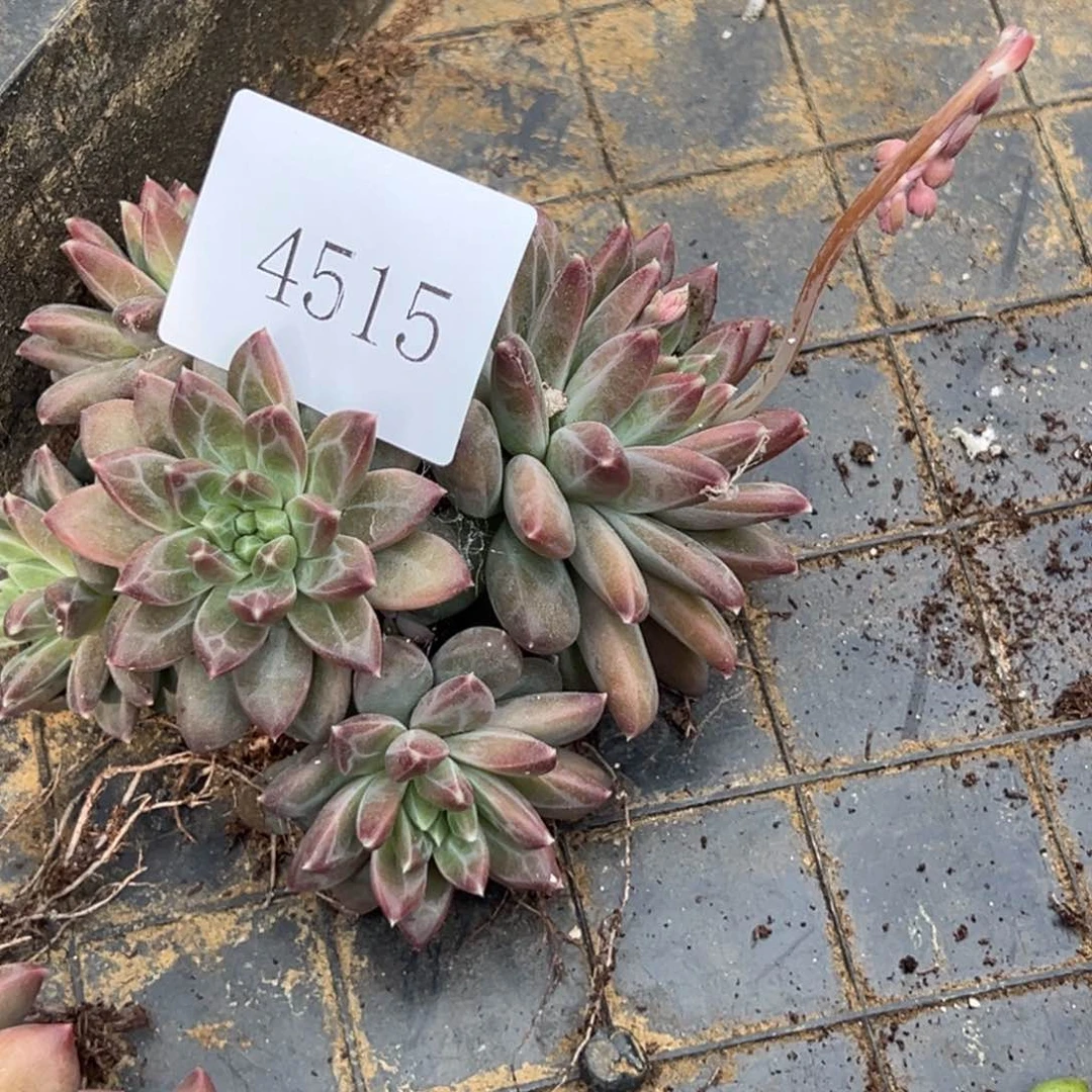 神**扬4515多肉的多多多多