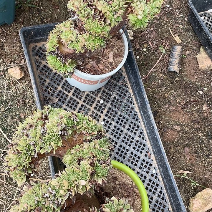 余***ぺA万圣节盘龙缀两棵补链接光谷