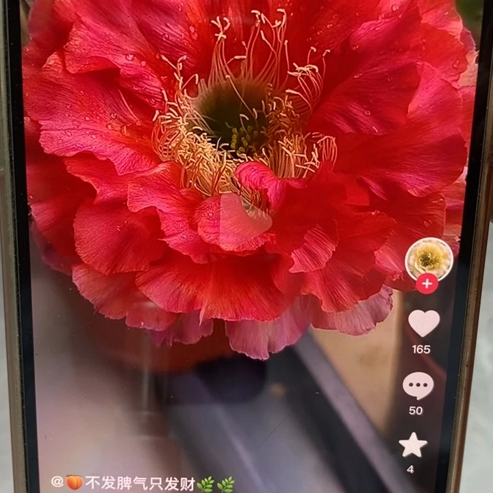 香香红180号侧芽2.5公分左右