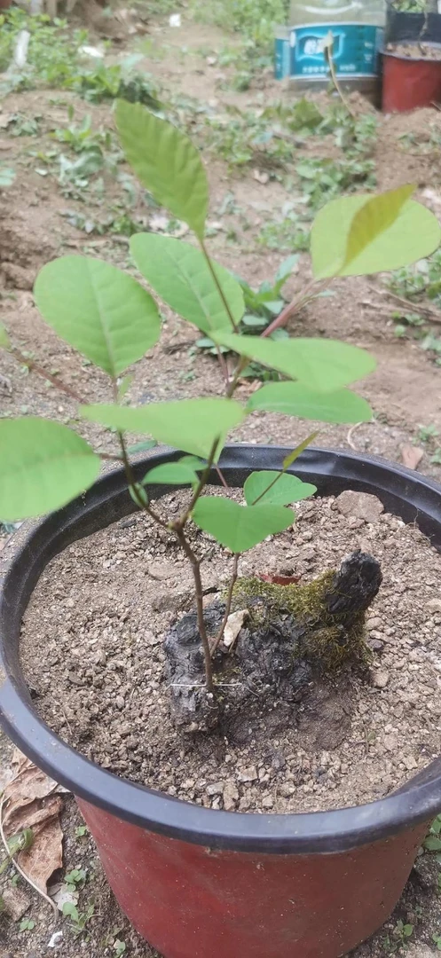 两个品种的嫁接苗优质选择