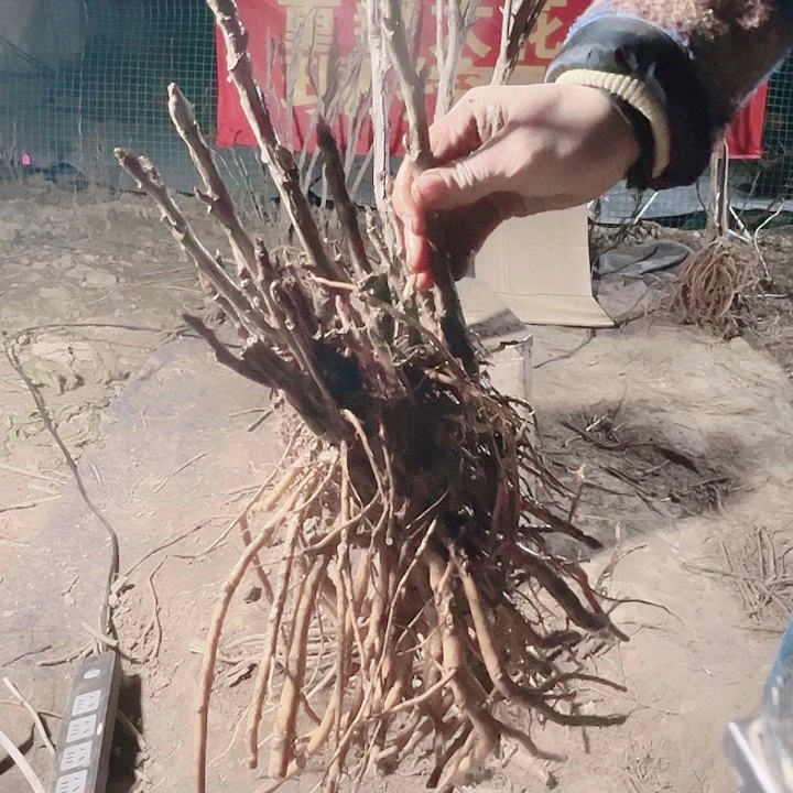 当前无花栽培后可以开花黑豹