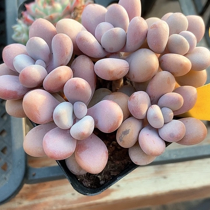 多肉植物丸叶桃蛋2-4